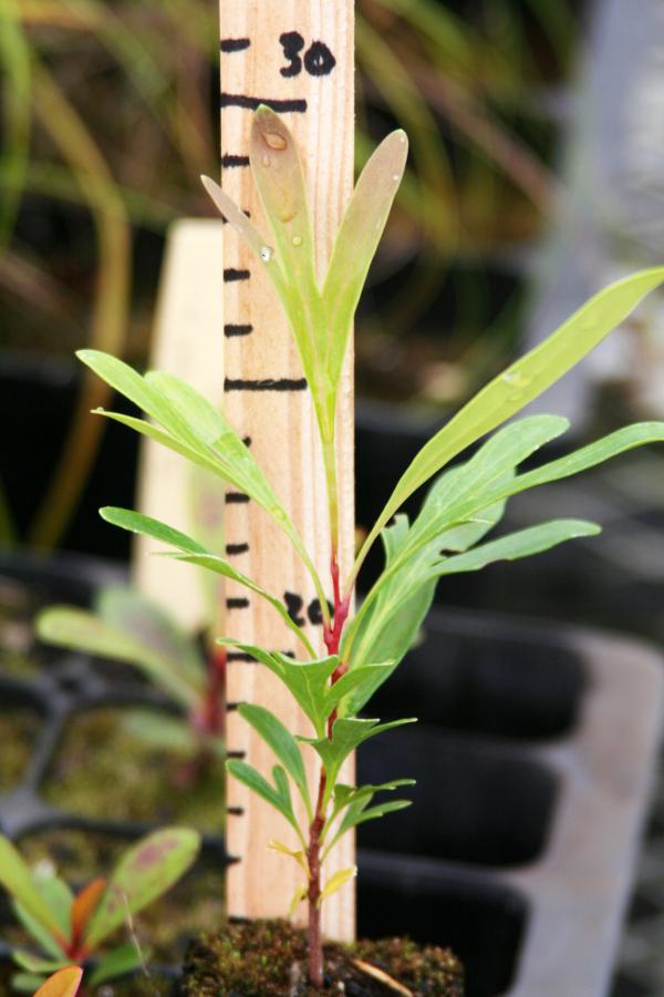 Jeune plant de Stenocarpus milnei en pépinière ©IAC