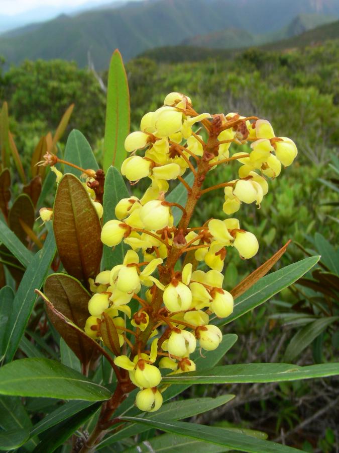 Inflorescence d'Acridocarpus austrocaledonicus ©Cirad - IAC - M. Ducousso