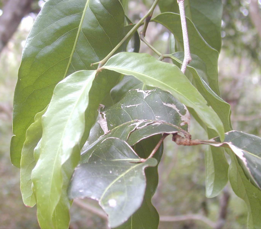 Feuillage d'Archidendropsis païvana ©IAC