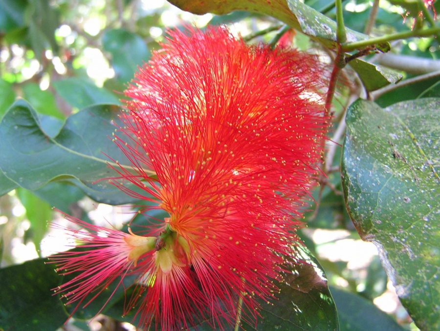 Inflorescence d'Archidendropsis païvana ©IAC