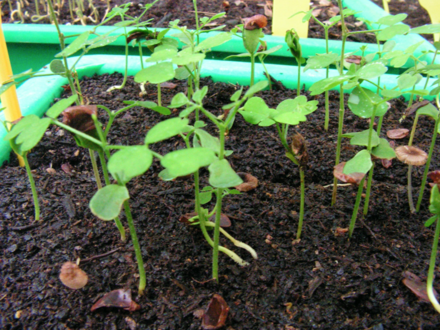 Plantules d'Arthroclianthus microbotrys ©IAC