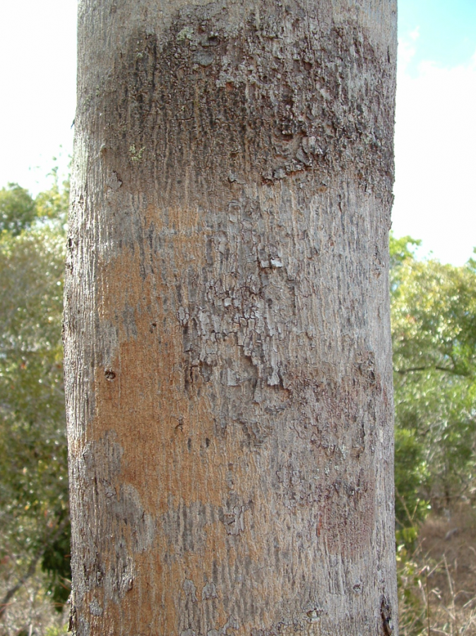 Écorce d'Arytera chartacea ©IAC
