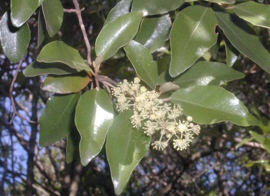 Inflorescence de Croton insularis ©IAC