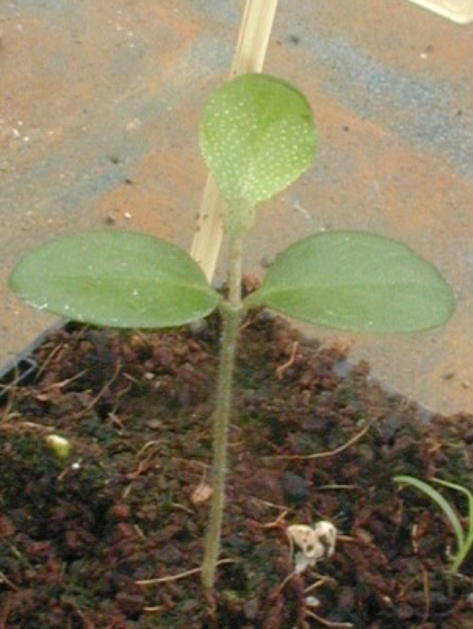 Plantule de Croton insularis ©IAC