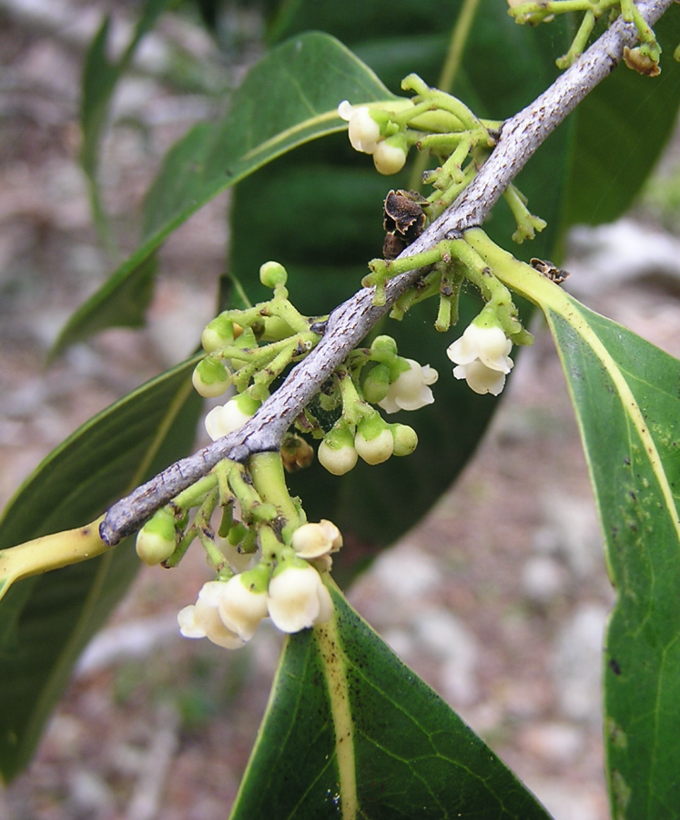 Inflorescence de Diospyros fasciculosa ©IAC