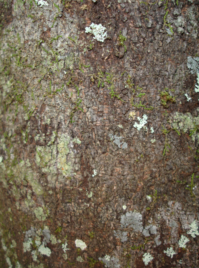 Écorce de Diospyros pustulata ©IAC