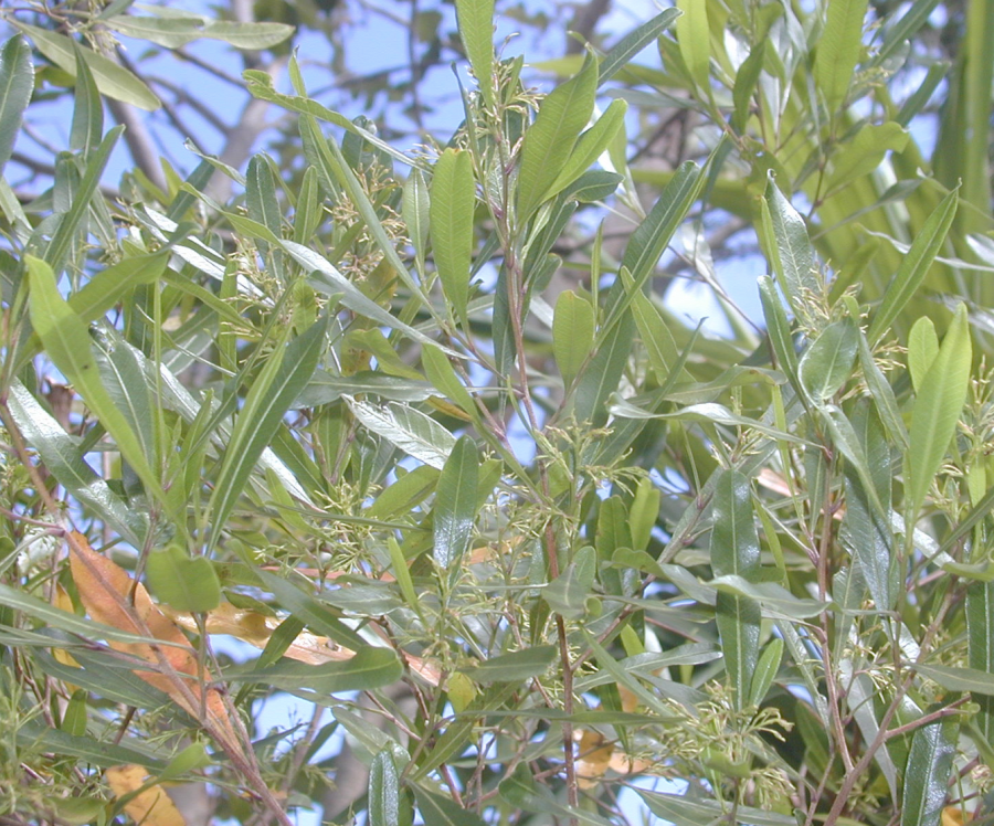 Feuillage de Dodonaea viscosa ©IAC