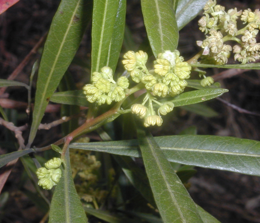 Inflorescence de Dodonaea viscosa ©IAC