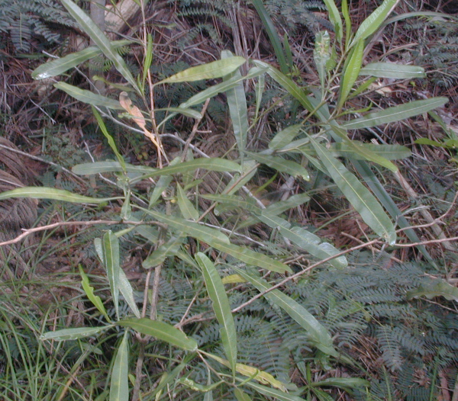 Sauvageon de Dodonaea viscosa ©IAC
