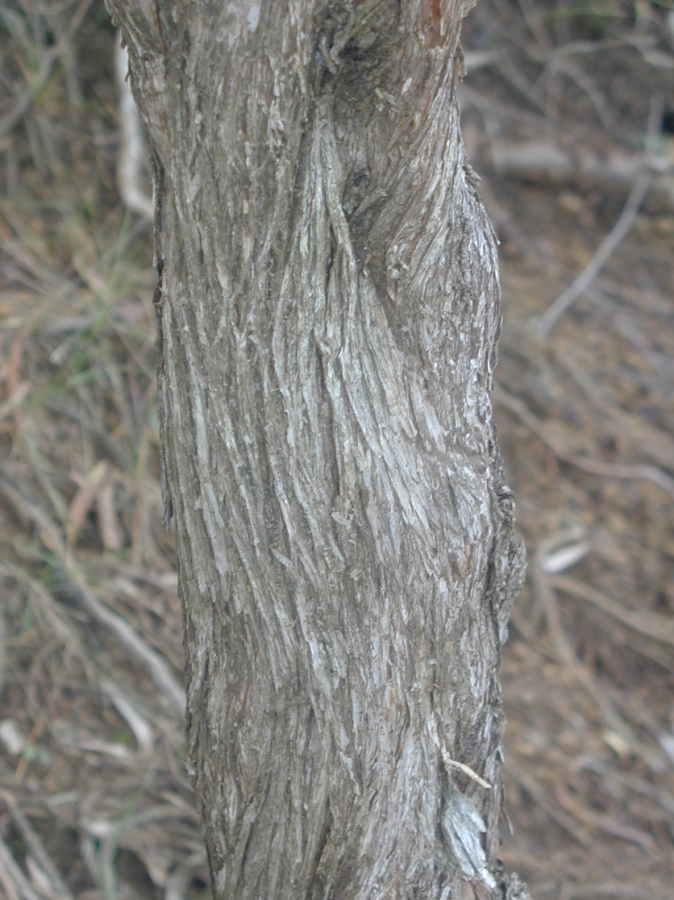 Tronc de Dodonaea viscosa ©IAC