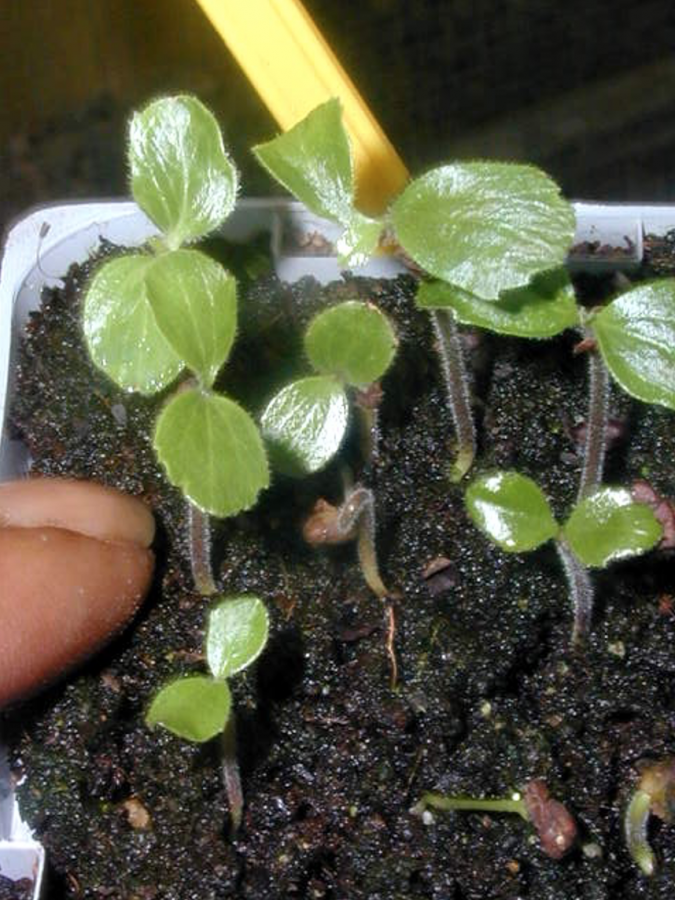 Plantules de Pittosporum brevispinum ©IAC