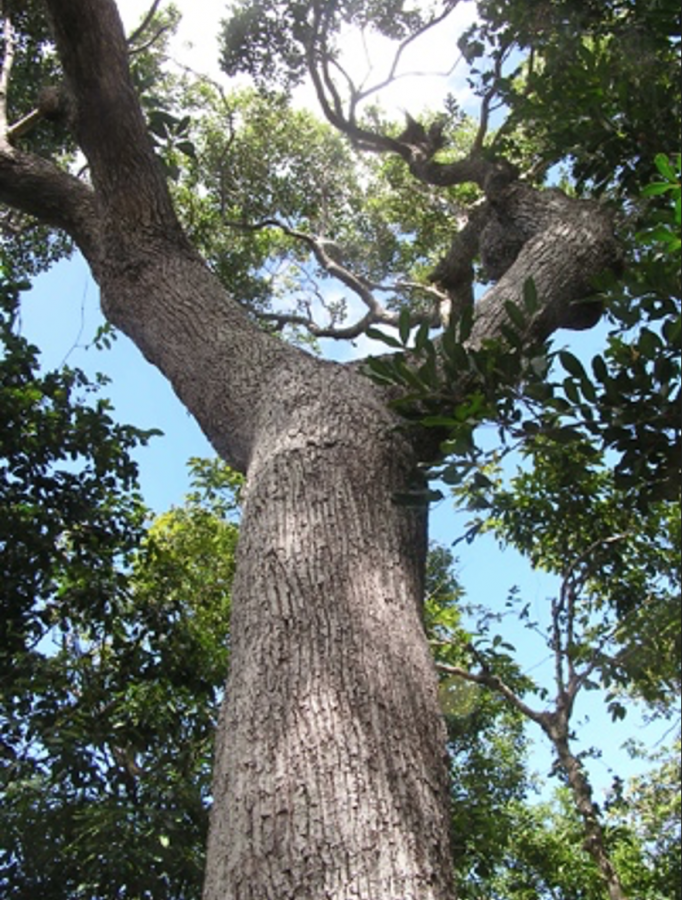 Allure générale de Planchonella cinerea ©IAC