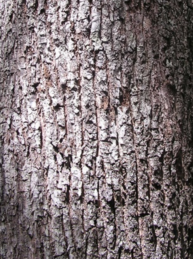 Écorce de Planchonella cinerea ©IAC