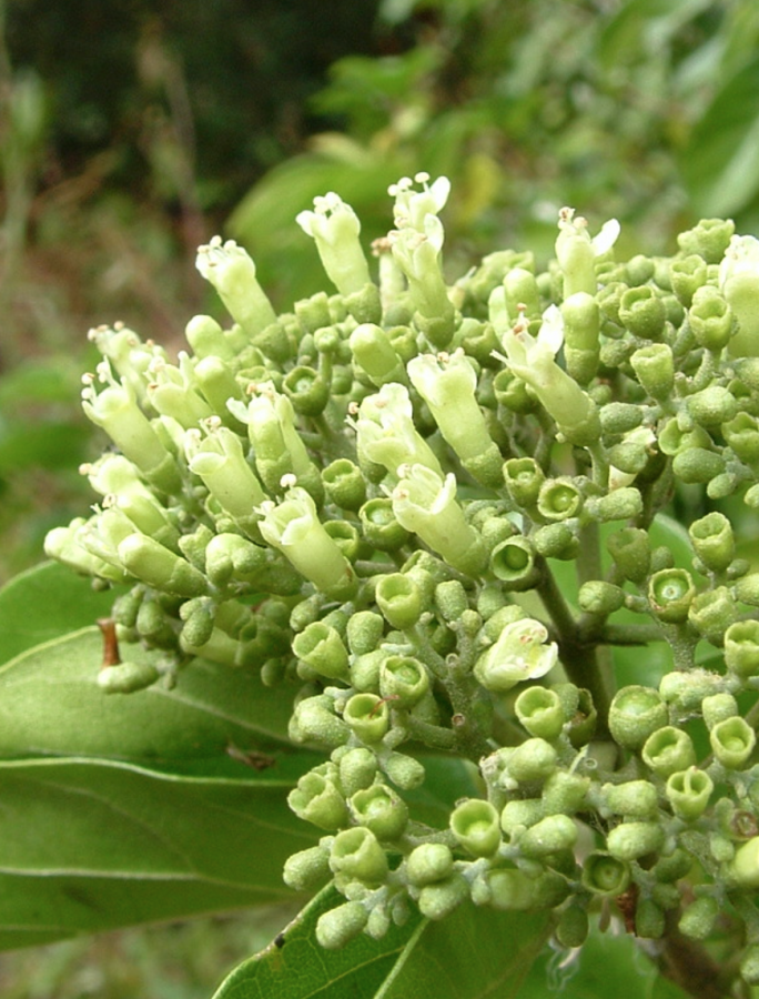Fleurs et pré-fruits de Premna serratifolia ©IAC