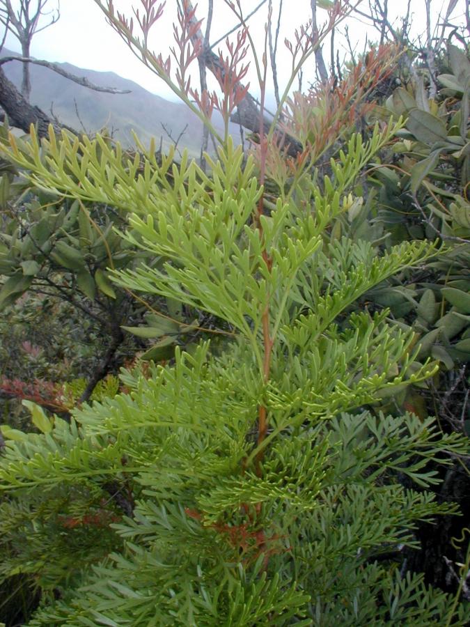 Rameaux de Stenocarpus milnei ©IAC