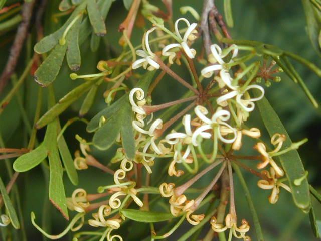 Fleur ouverte de Stenocarpus milnei ©IAC