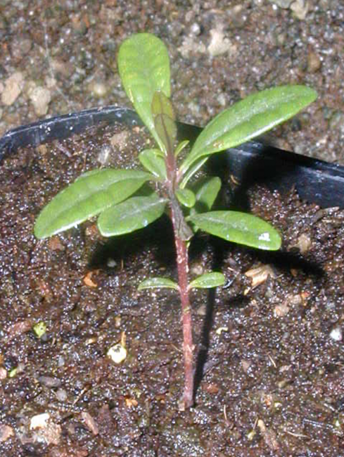 Plantule de Syzygium pendulicum ©IAC