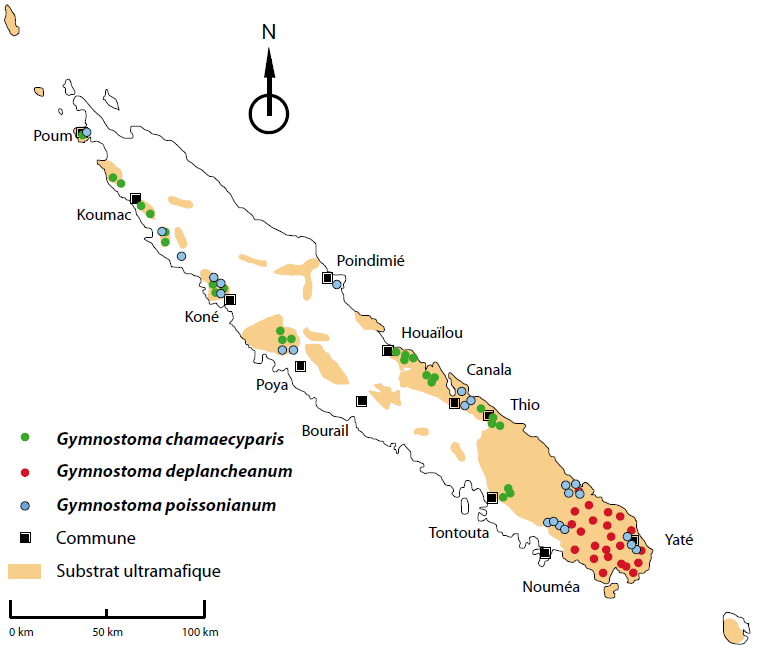 Distribution géographique des espèces du genre Gymnostoma ©Herbier de Nouvelle-Calédonie (NOU), IRD