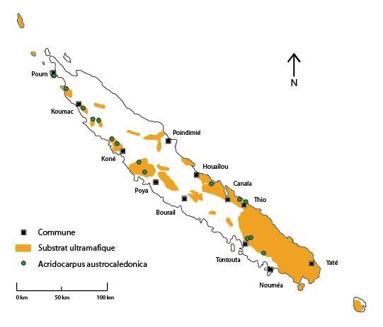 Distribution géographique d'Acridocarpus austrocaledonicus ©Herbier de Nouvelle-Calédonie (NOU), IRD