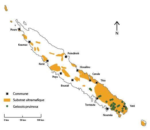Distribution géographique de Geissois pruinosa ©Herbier de Nouvelle-Calédonie (NOU), IRD