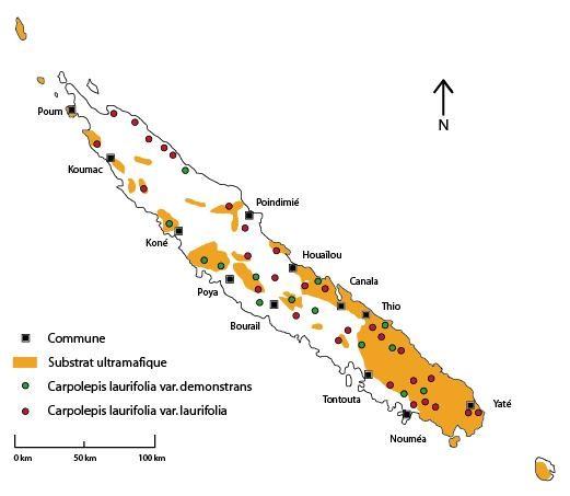 Distribution géographique de Metrosideros laurifolia ©La Flore de la Nouvelle-Calédonie (MNHN)