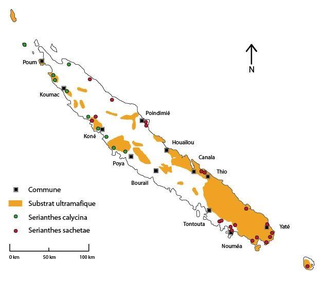 Distribution géographique des espèces du genre Serianthes ©La Flore de la Nouvelle-Calédonie (MNHN)