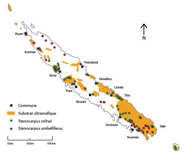 Distribution géographique des espèces du genre Stenocarpus ©La Flore de la Nouvelle-Calédonie (MNHN)