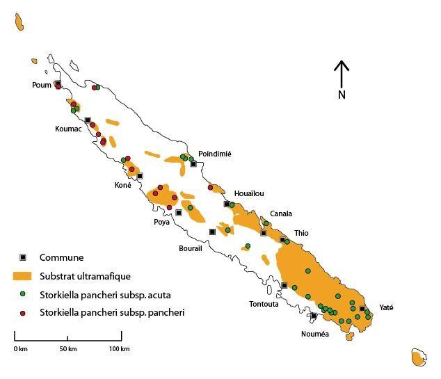 Distribution géographique des sous-espèces de l'espèce Storckiella pancheri, d'après Nielsen et al. 2005