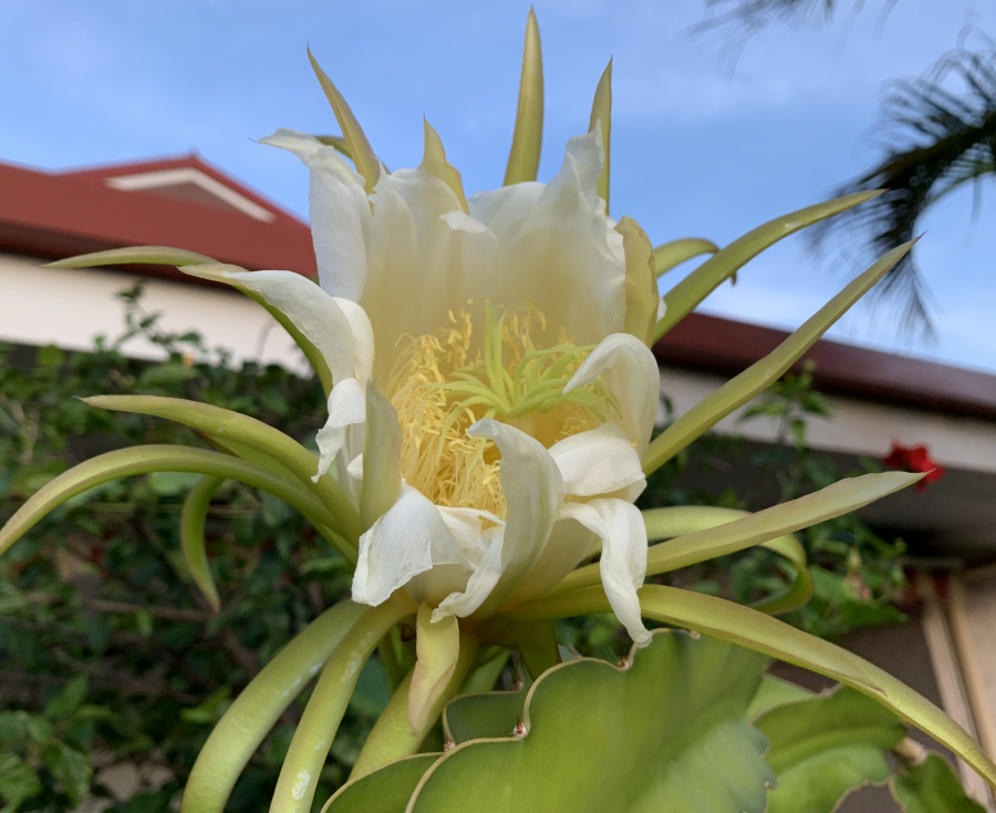 Fleur de pitaya, jardin à Nouméa