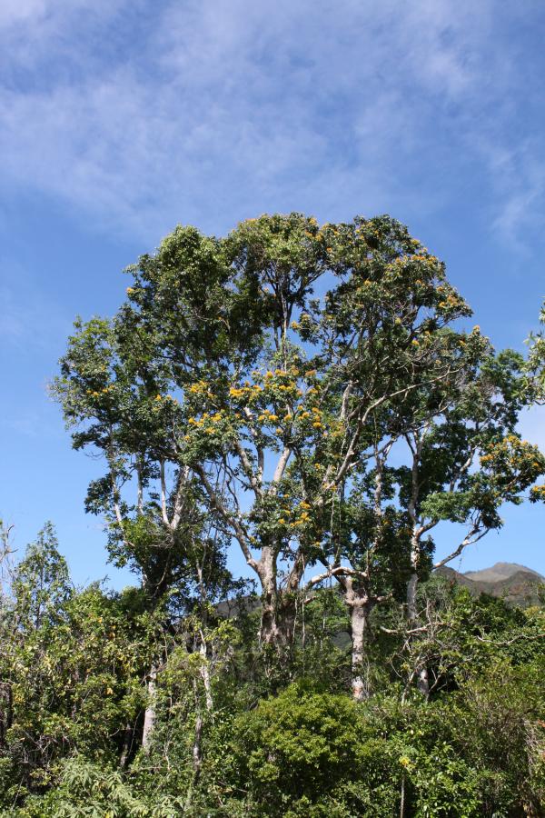 Storckiella pancheri subsp. pancheri ©IAC - G. Gâteblé