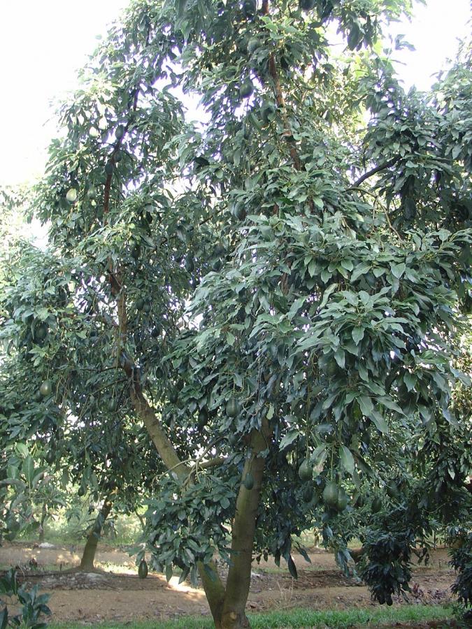 Avocat tardif, variété Anaheim, arbre entier ©IAC - B. Naré