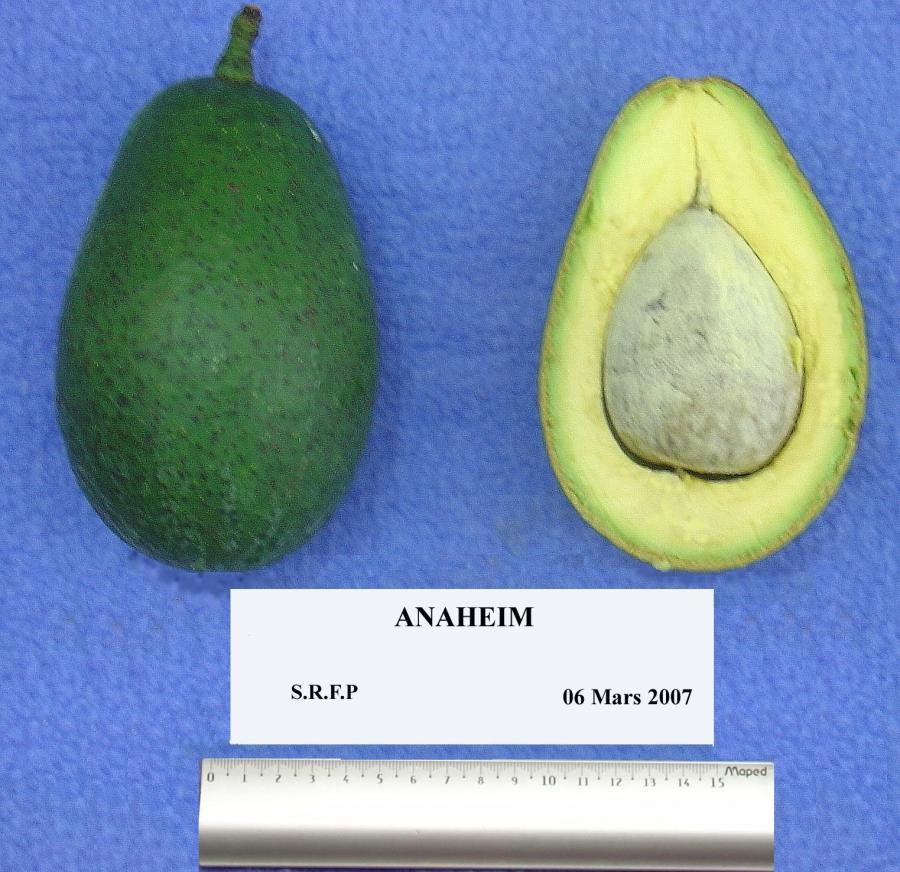 Avocat tardif, variété Anaheim, fruit entier et en coupe ©IAC - B. Naré