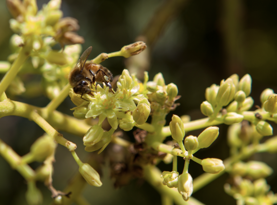 Fleurs d'avocatier ©IAC-G. Chabaud