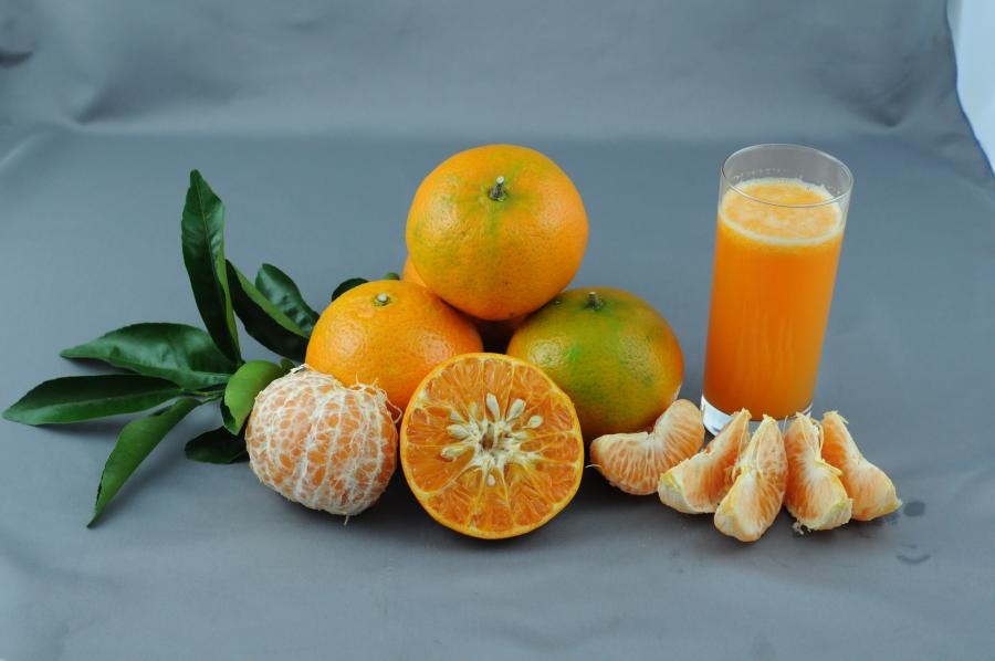 Mandarine tardive, variété C54 ©IAC