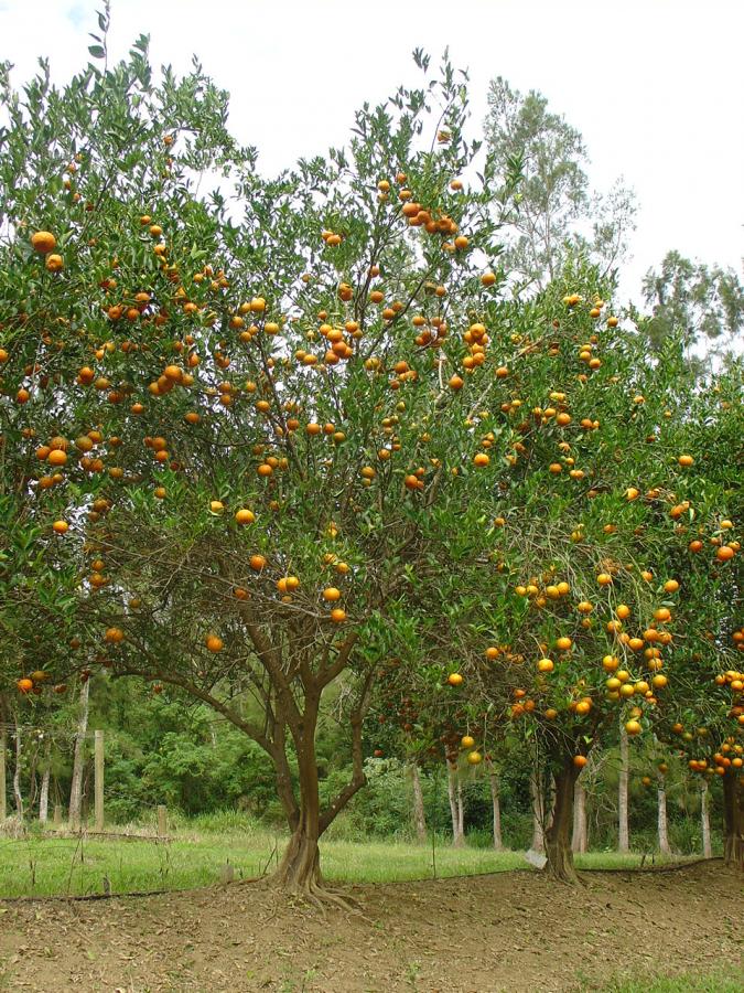 Mandarine tardive, variété C54, arbre entier ©IAC