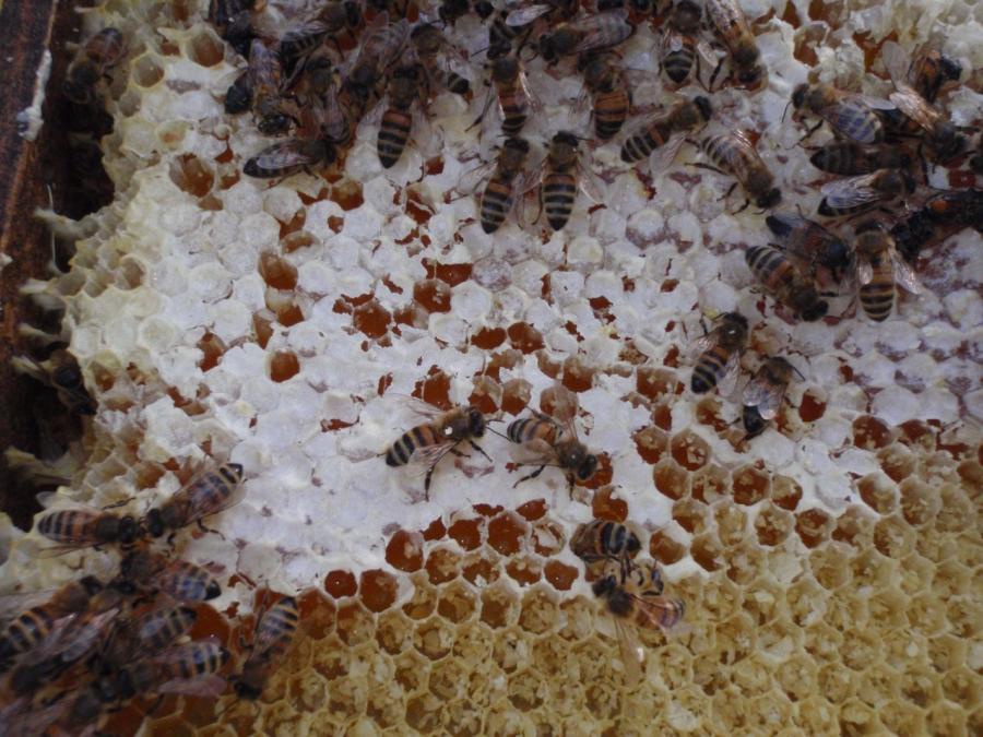 Aspect d’un cadre de miel en cours de pillage ©Adécal