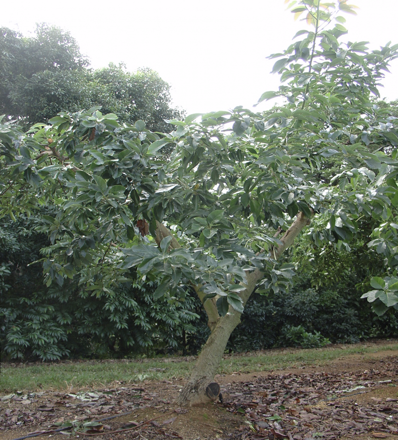 Avocats de saison, variété Choquette, arbre entier ©IAC-B. Naré