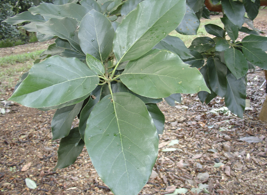 Avocats de saison, variété Choquette, feuilles ©IAC-B. Naré