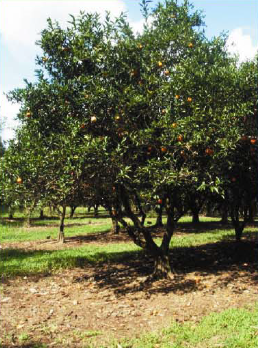 Mandarine précoce, variété Clémentine 92, arbre entier ©IAC