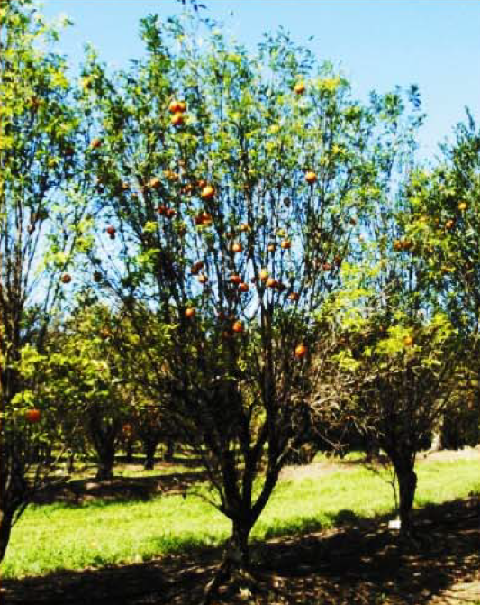 Mandarine tardive, variété Cravo, arbre entier ©IAC