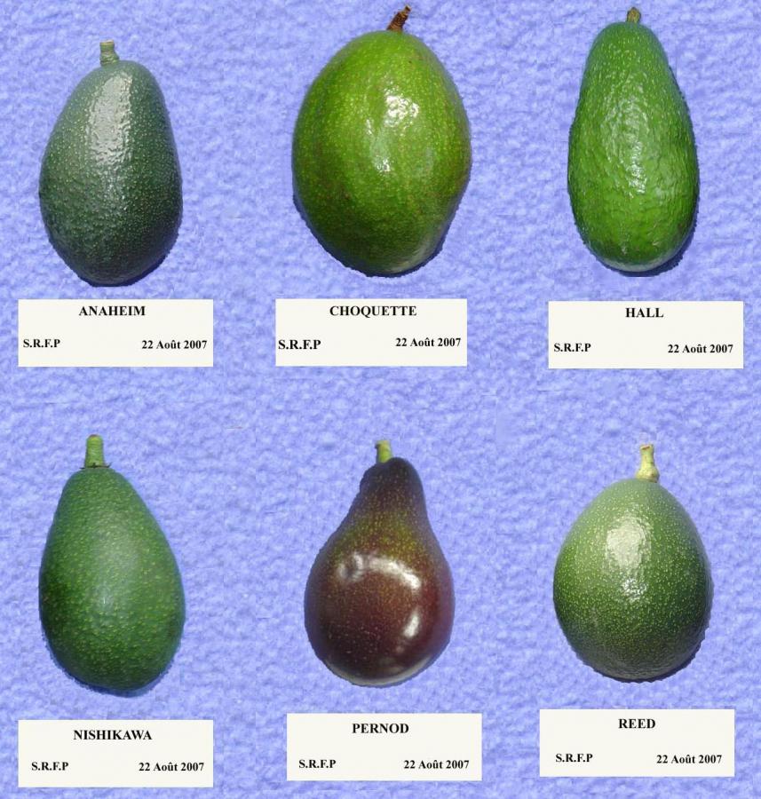 Six variétés d'avocats recommandées ©IAC