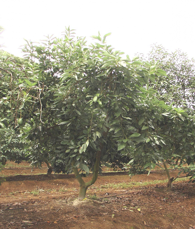 Avocat de saison, variété Hall, arbre entier ©IAC-B. Naré