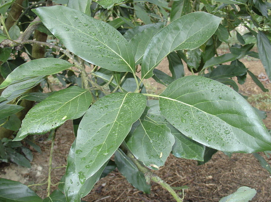 Avocat de saison, variété Hall, feuilles ©IAC-B. Naré