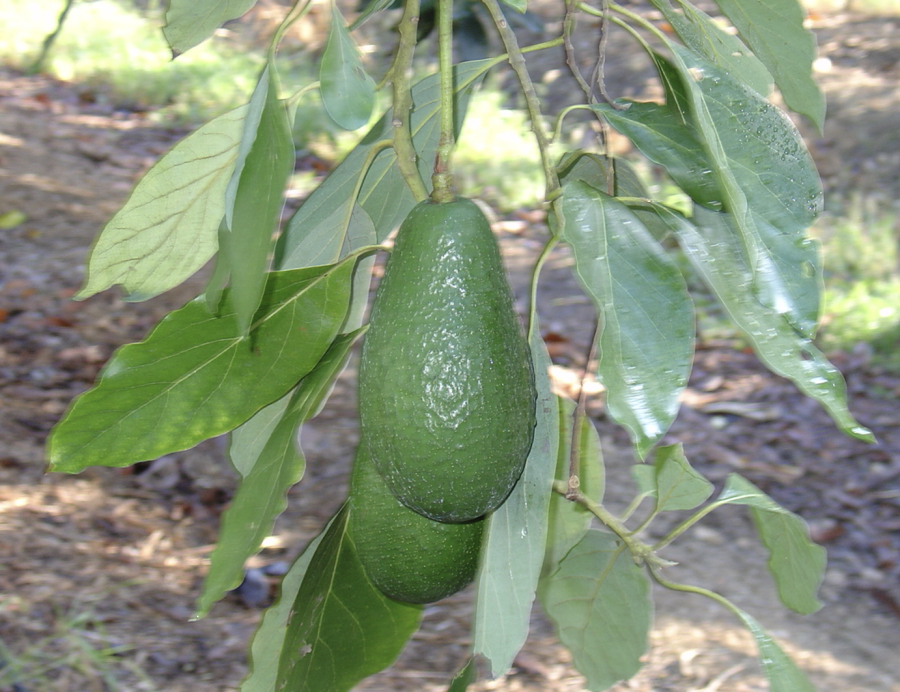 Avocat de saison, variété Hall, fruits sur l'arbre ©IAC-B. Naré