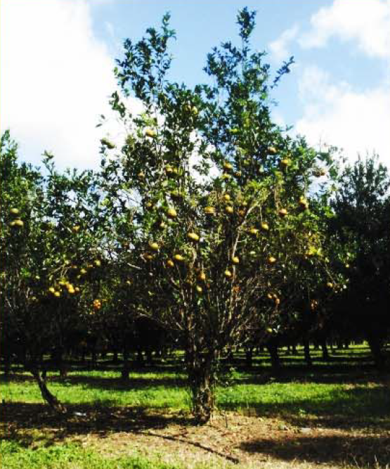 Mandarine tardive, variété King of Siam, arbre entier ©IAC