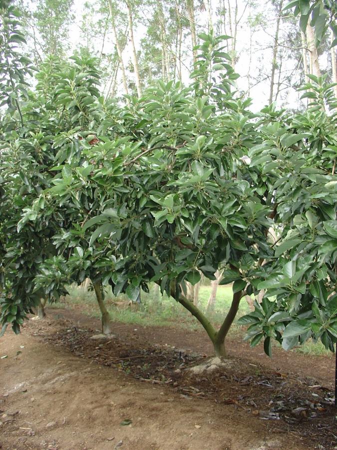 Avocat tardif, variété Nishikawa, arbre entier ©IAC - B. Naré