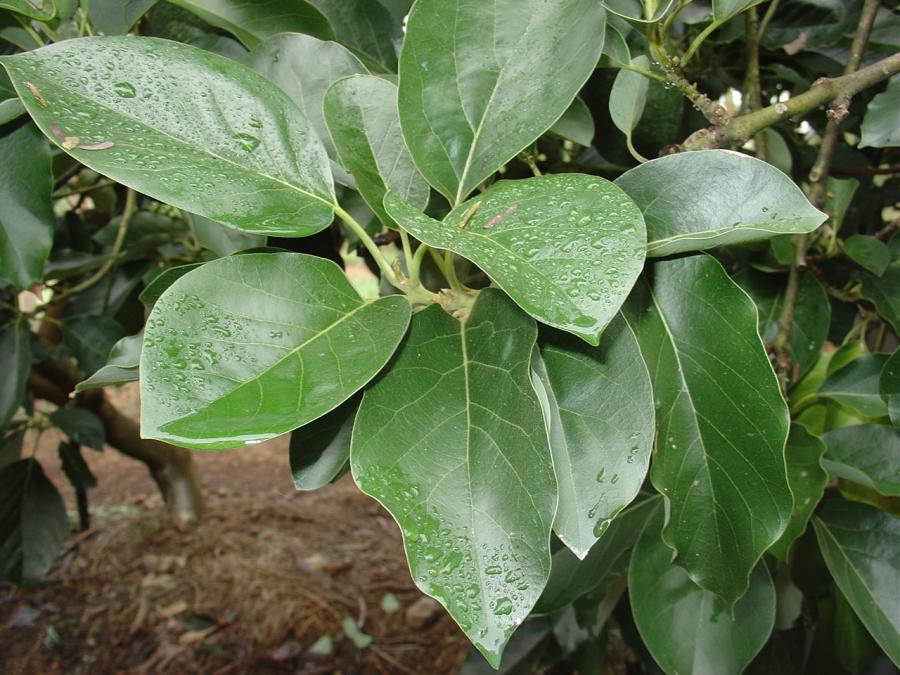 Avocat tardif, variété Nishikawa, feuilles ©IAC - B. Naré