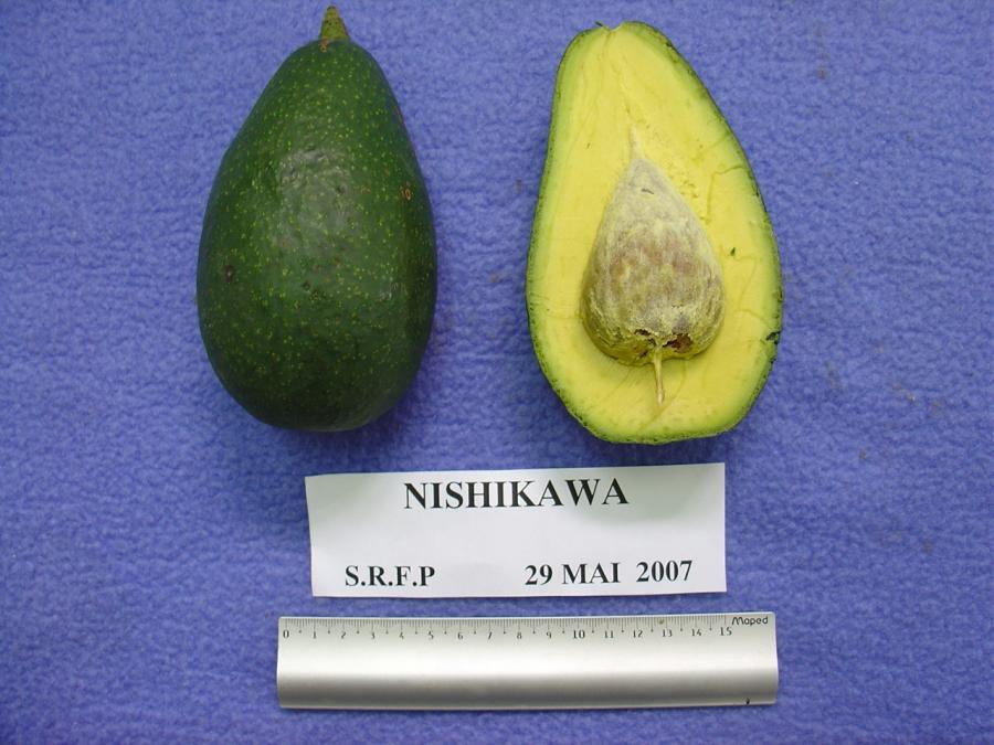 Avocat tardif, variété Nishikawa, fruit entier et en coupe ©IAC - B. Naré