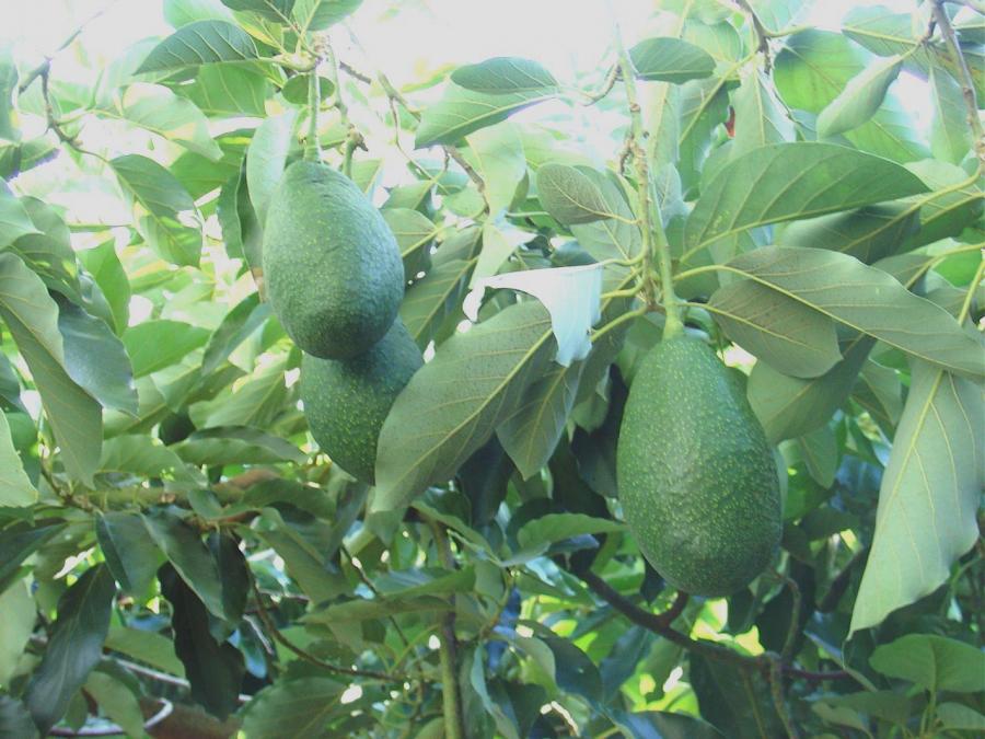 Avocat tardif, variété Nishikawa, fruits sur arbre ©IAC - B. Naré