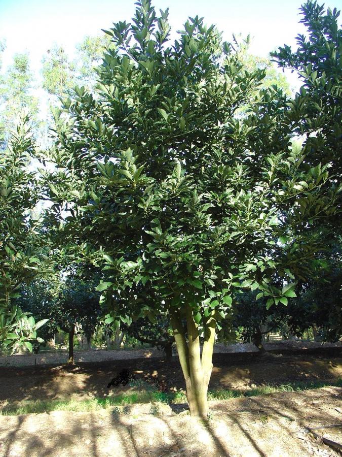 Avocat précoce, variété Pernod, arbre entier ©IAC - B. Naré